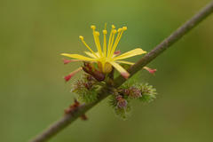 Triumfetta pentandra